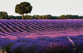 Lavender Fields - Spain