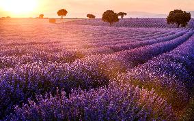 Lavender Fields - Spain