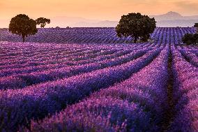 Lavender Fields - Spain