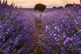 Lavender Fields - Spain