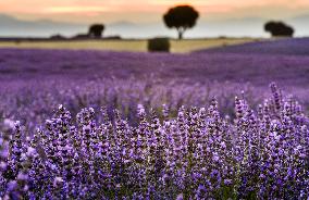 Lavender Fields - Spain