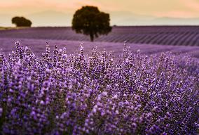 Lavender Fields - Spain