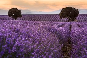 Lavender Fields - Spain