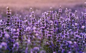 Lavender Fields - Spain