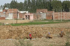 Wheat Harvest In Jaspur