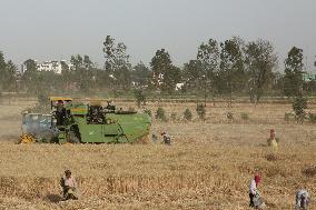 Wheat Harvest In Jaspur