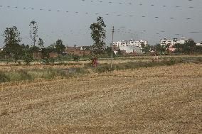 Wheat Harvest In Jaspur