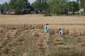 Wheat Harvest In Jaspur