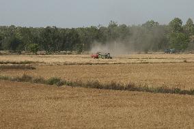 Wheat Harvest In Jaspur