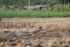 Wheat Harvest In Jaspur