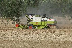 Wheat Harvest In Jaspur