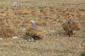 Wheat Harvest In Jaspur