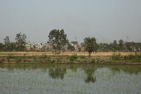 Rice Fields In Jaspur