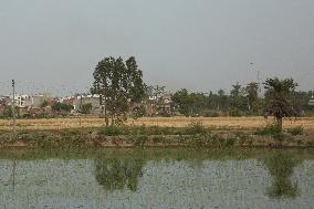 Rice Fields In Jaspur