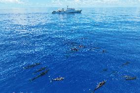 Rescued And Released Whale Of Good Condition In Hainan