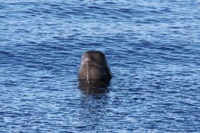 Rescued And Released Whale Of Good Condition In Hainan