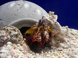 Peacock Mantis Shrimp