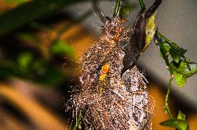 Purple Sunbird (Cinnyris Asiaticus) - Animal India