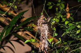 Purple Sunbird (Cinnyris Asiaticus) - Animal India