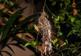 Purple Sunbird (Cinnyris Asiaticus) - Animal India