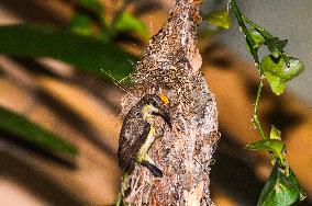 Purple Sunbird (Cinnyris Asiaticus) - Animal India