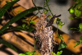 Purple Sunbird (Cinnyris Asiaticus) - Animal India