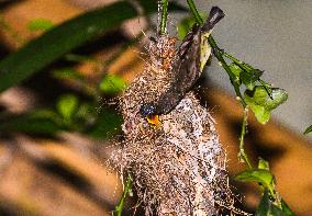 Purple Sunbird (Cinnyris Asiaticus) - Animal India