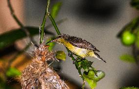 Purple Sunbird (Cinnyris Asiaticus) - Animal India