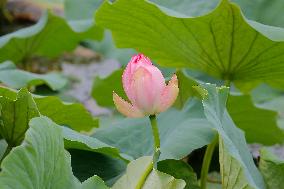 Lotus Flower Blooming