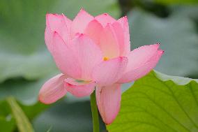 Lotus Flower Blooming