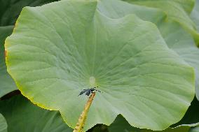 Lotus Flower Blooming