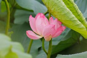 Lotus Flower Blooming