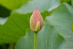 Lotus Flower Blooming