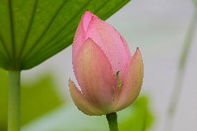 Lotus Flower Blooming