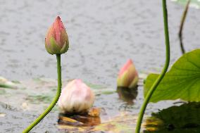 Lotus Flower Blooming