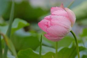 Lotus Flower Blooming