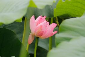 Lotus Flower Blooming