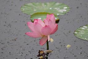 Lotus Flower Blooming