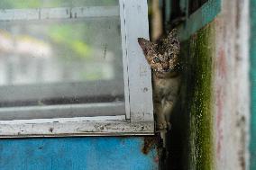 A Disabled Street Cat