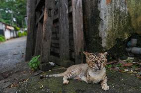 A Disabled Street Cat