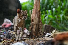 A Disabled Street Cat