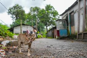 A Disabled Street Cat