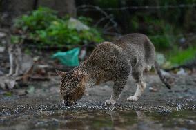 A Disabled Street Cat