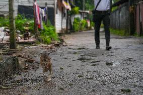 A Disabled Street Cat