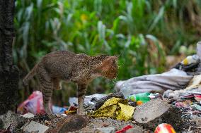 A Disabled Street Cat