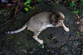 A Disabled Street Cat