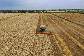 CHINA-XINJIANG-QITAI COUNTY-WHEAT-HARVEST (CN)