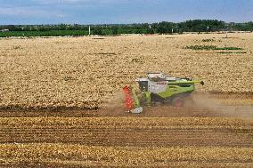 CHINA-XINJIANG-QITAI COUNTY-WHEAT-HARVEST (CN)