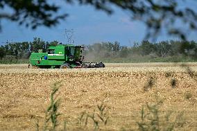 CHINA-XINJIANG-QITAI COUNTY-WHEAT-HARVEST (CN)