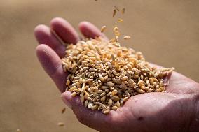 CHINA-XINJIANG-QITAI COUNTY-WHEAT-HARVEST (CN)